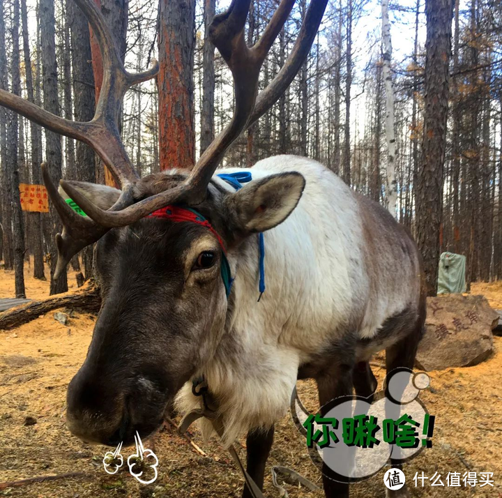 呼伦贝尔自驾攻略合集,3400字超长篇