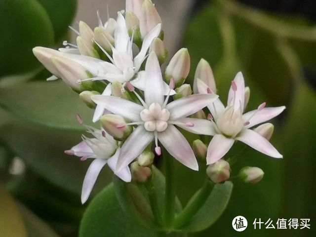 浇点“大肥水”,玉树蹿到1米高,满树爆芽,长满琼花