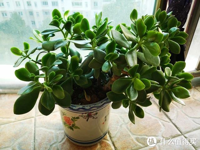 浇点“大肥水”,玉树蹿到1米高,满树爆芽,长满琼花