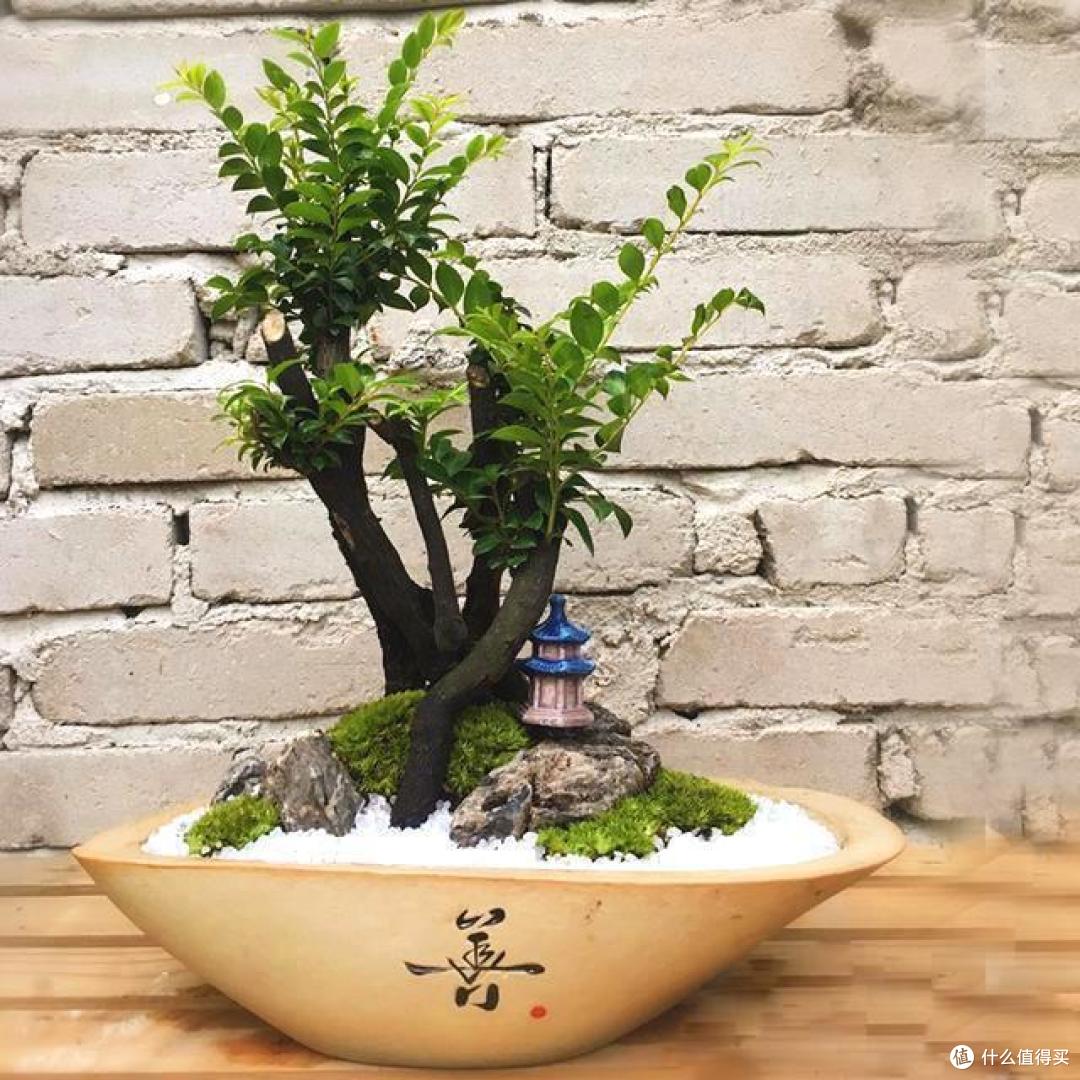 老人玩了10多年盆景,花掉了30万,最后300多盆盆景却只值5万
