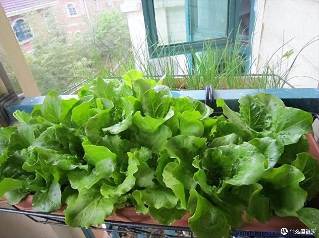 又到了种菜的季节,2种菜很好养,味道鲜美长势旺,让阳台变美了