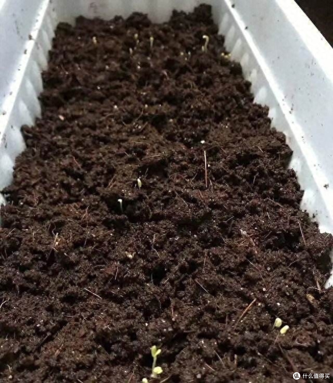 又到了种菜的季节,2种菜很好养,味道鲜美长势旺,让阳台变美了