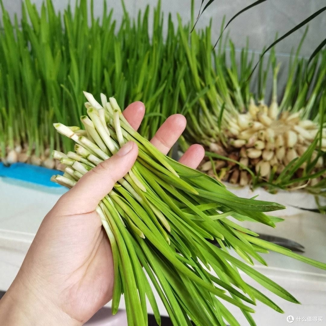 又到了种菜的季节,2种菜很好养,味道鲜美长势旺,让阳台变美了
