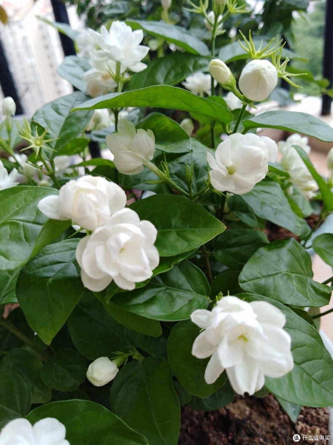 养茉莉花有“3个”重点,又肥又壮,开花开满了,香气飘飘