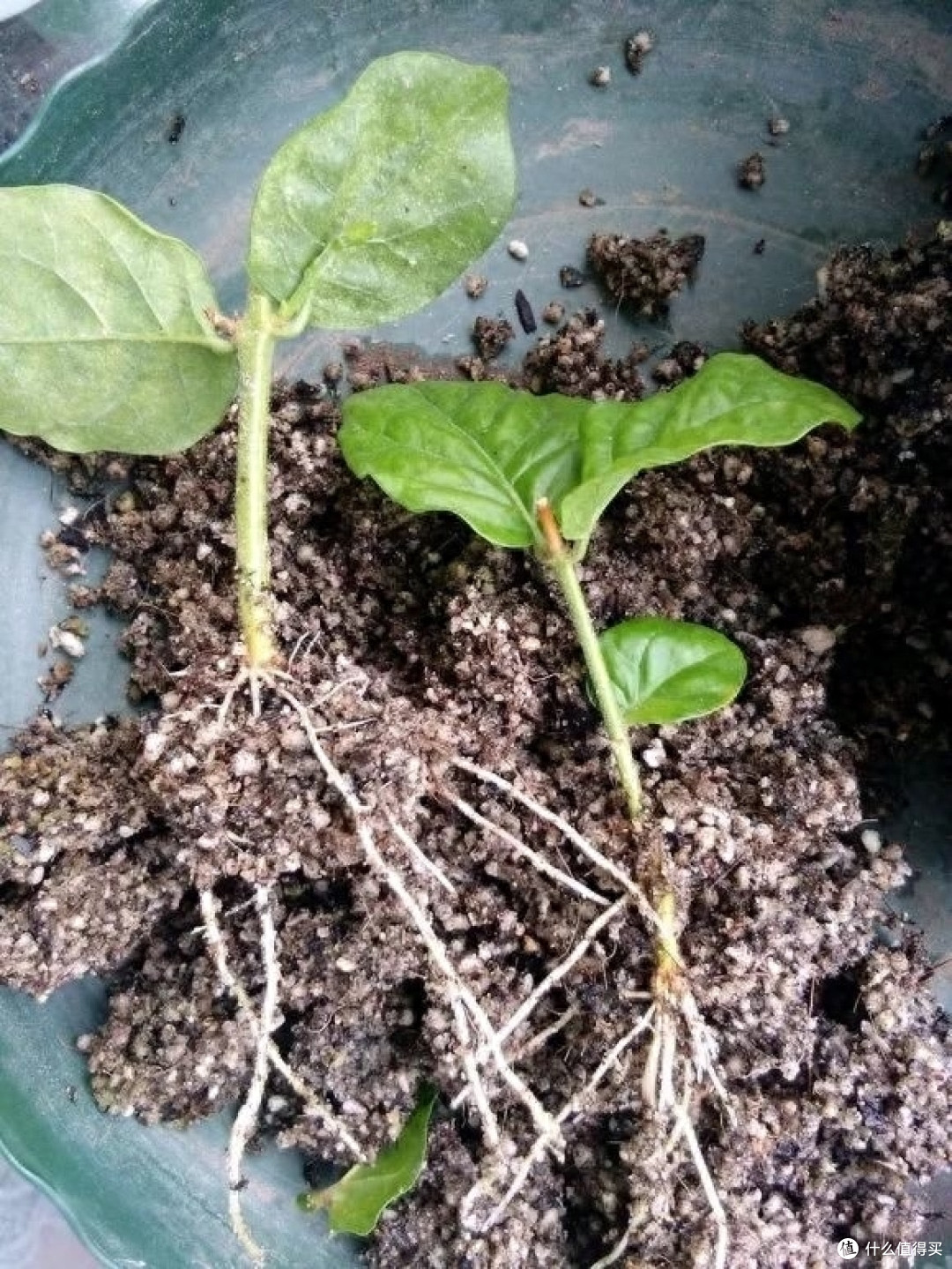 养茉莉花有“3个”重点,又肥又壮,开花开满了,香气飘飘