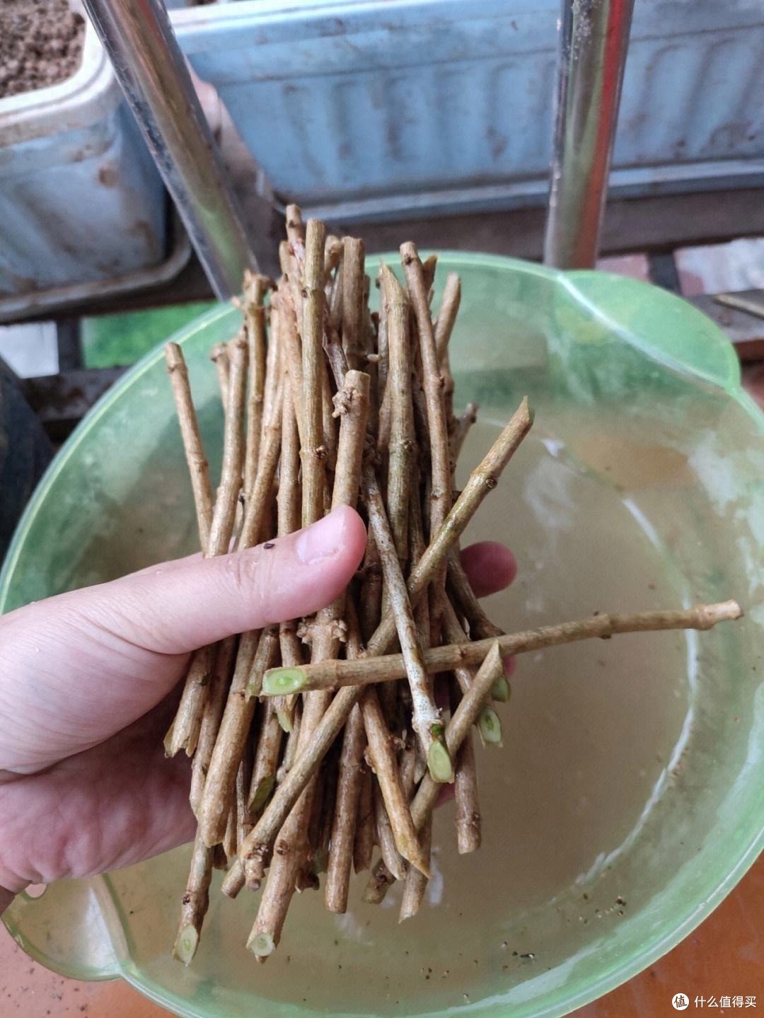 养茉莉花有“3个”重点,又肥又壮,开花开满了,香气飘飘