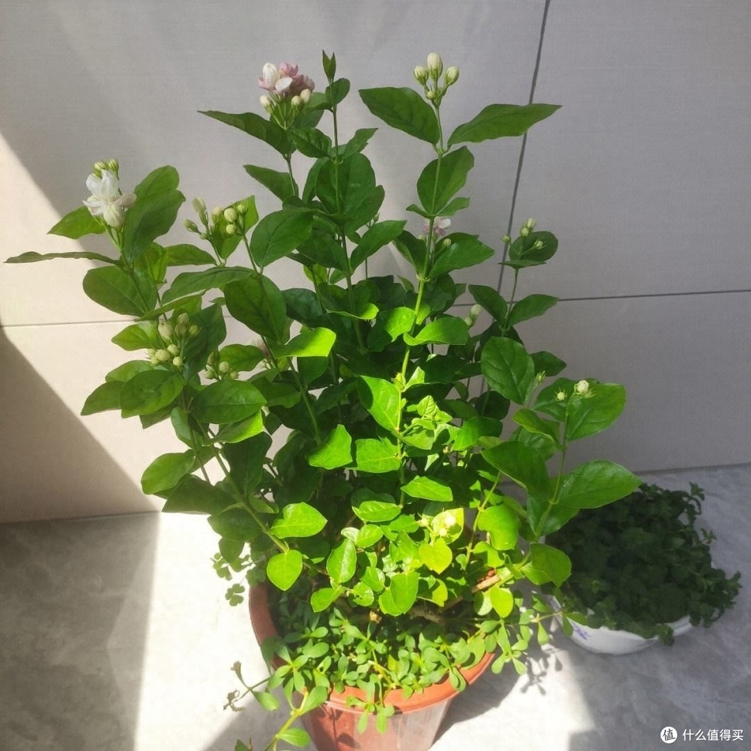养茉莉花有“3个”重点,又肥又壮,开花开满了,香气飘飘