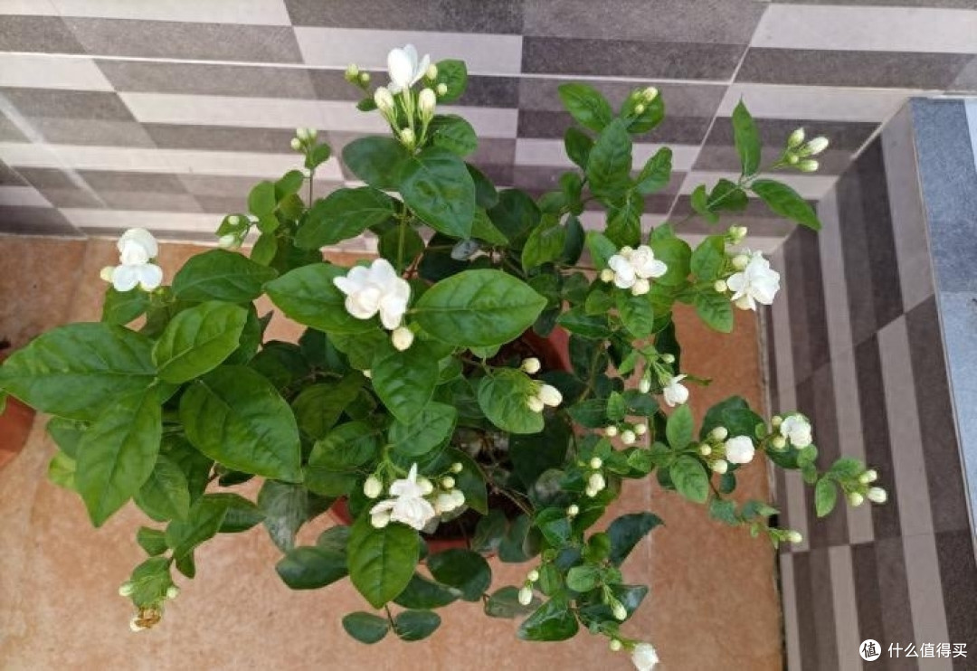 养茉莉花有“3个”重点,又肥又壮,开花开满了,香气飘飘