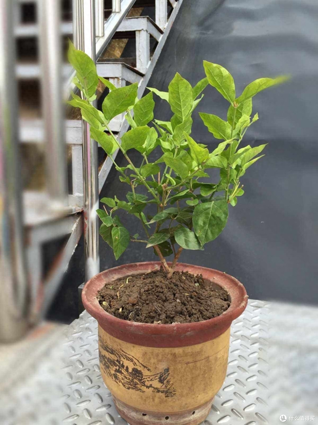 养茉莉花有“3个”重点,又肥又壮,开花开满了,香气飘飘