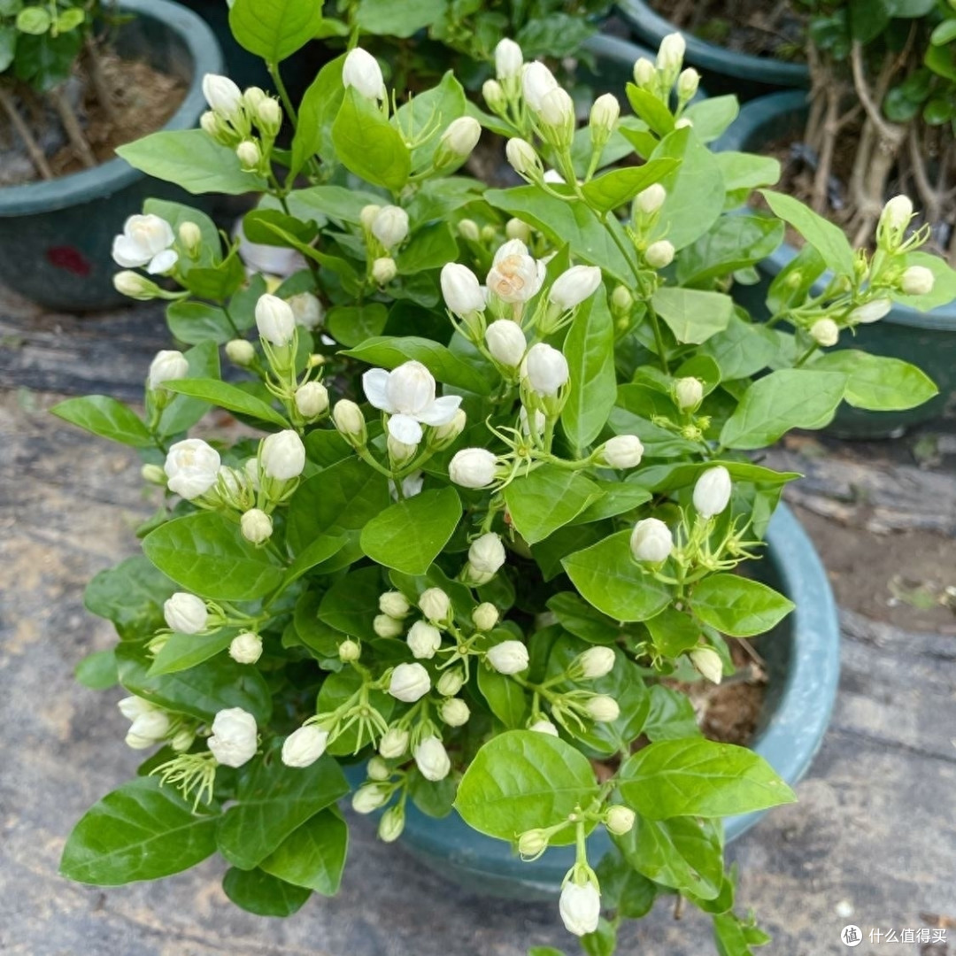 养茉莉花有“3个”重点,又肥又壮,开花开满了,香气飘飘