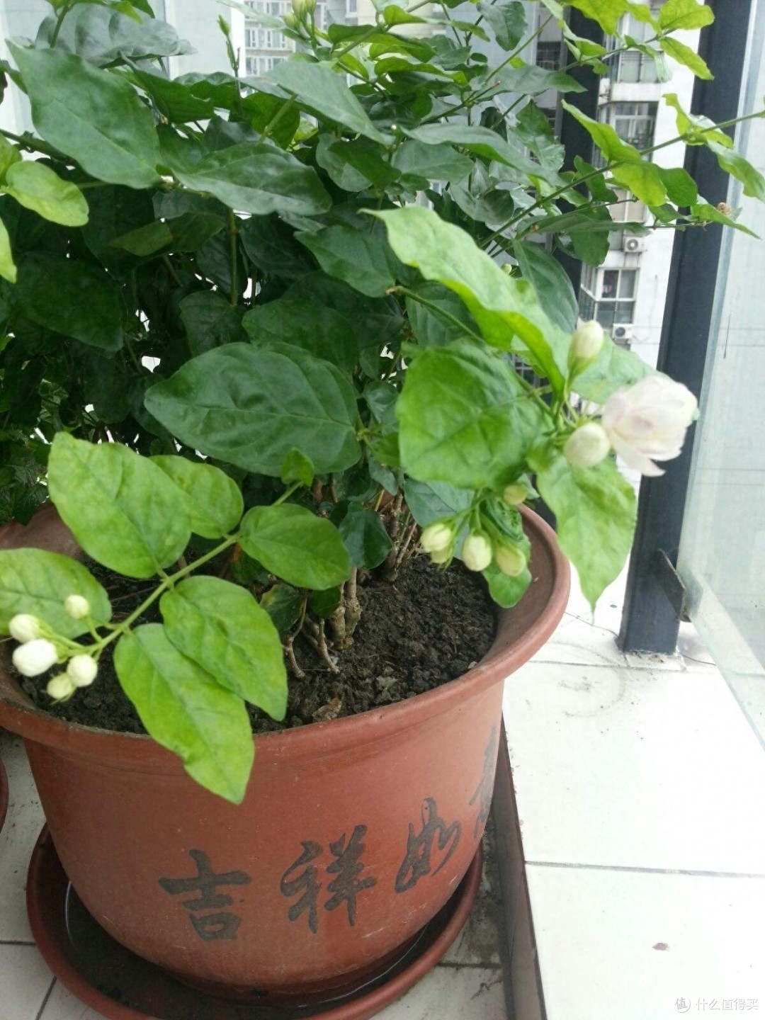 养茉莉花有“3个”重点,又肥又壮,开花开满了,香气飘飘