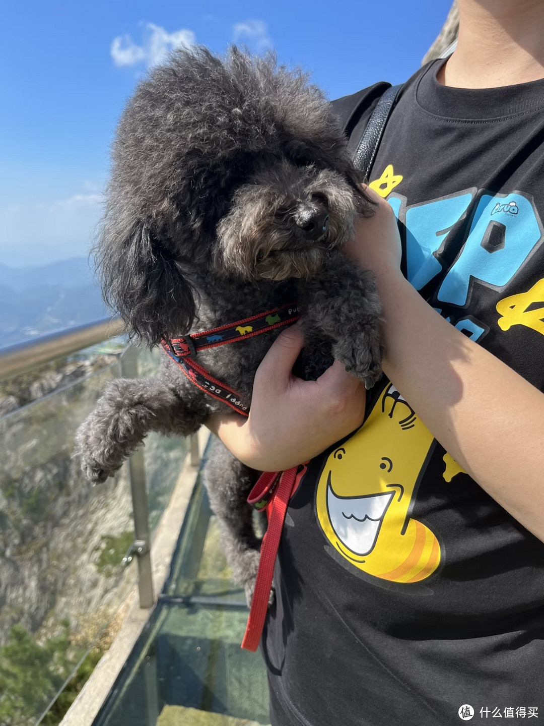 岳西游丨带狗子爬山坐索道走玻璃桥，小甜甜是真勇敢