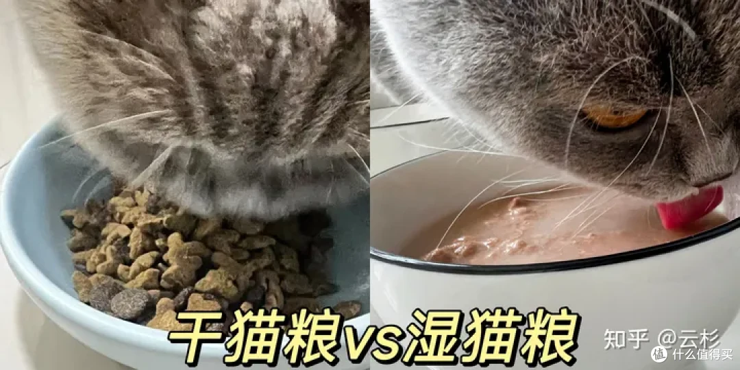 无广：第一次养猫怎么办？2023保姆级科学养猫指南