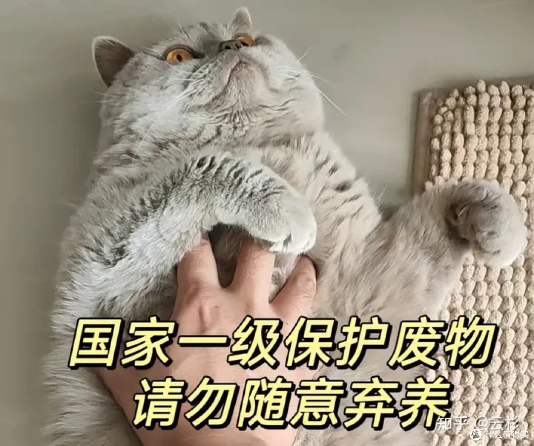无广：第一次养猫怎么办？2023保姆级科学养猫指南
