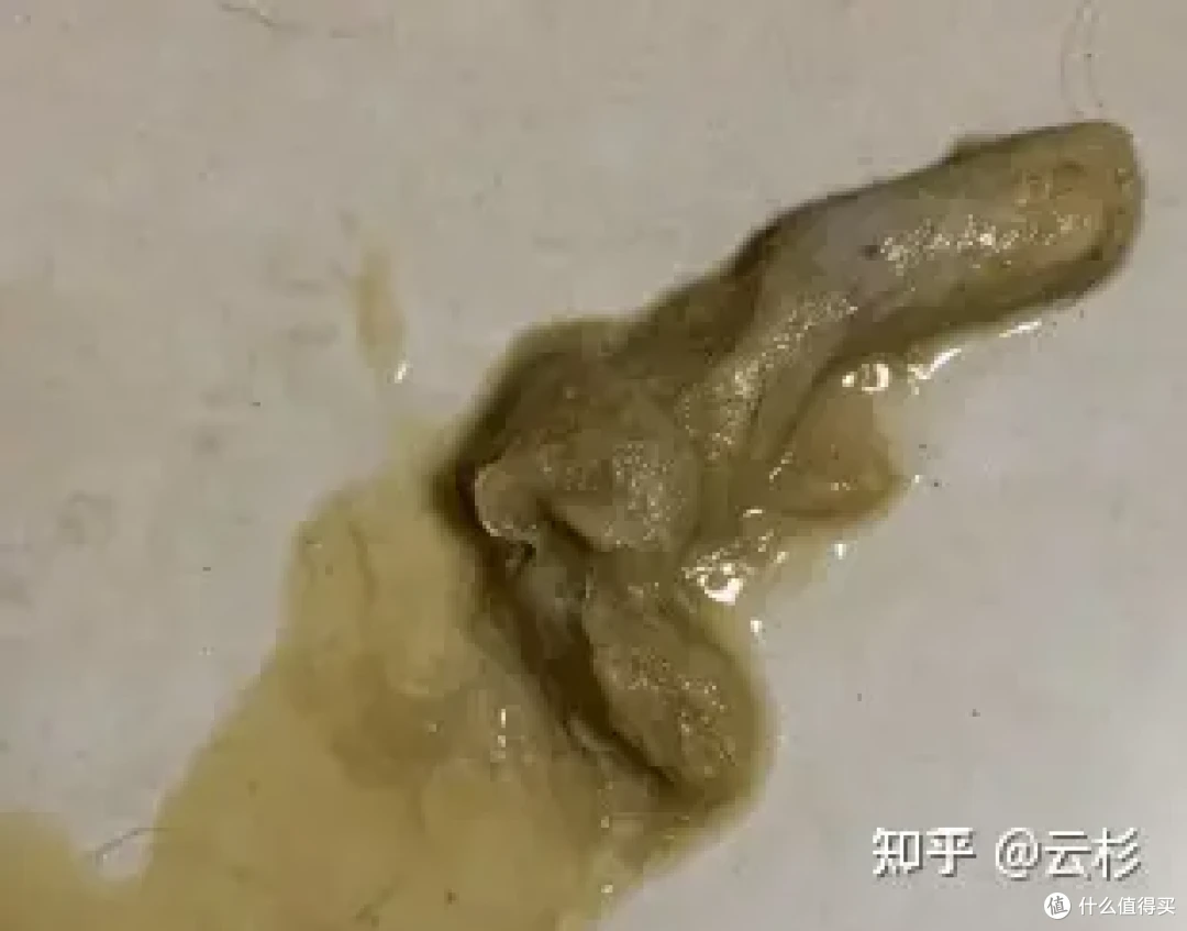 无广：第一次养猫怎么办？2023保姆级科学养猫指南