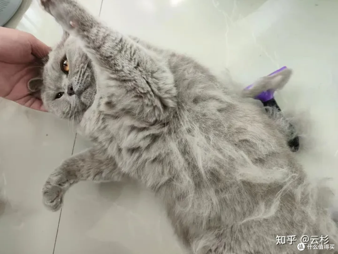 无广：第一次养猫怎么办？2023保姆级科学养猫指南