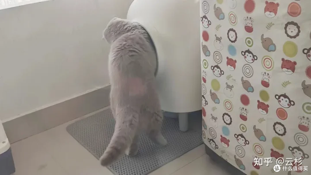 无广：第一次养猫怎么办？2023保姆级科学养猫指南