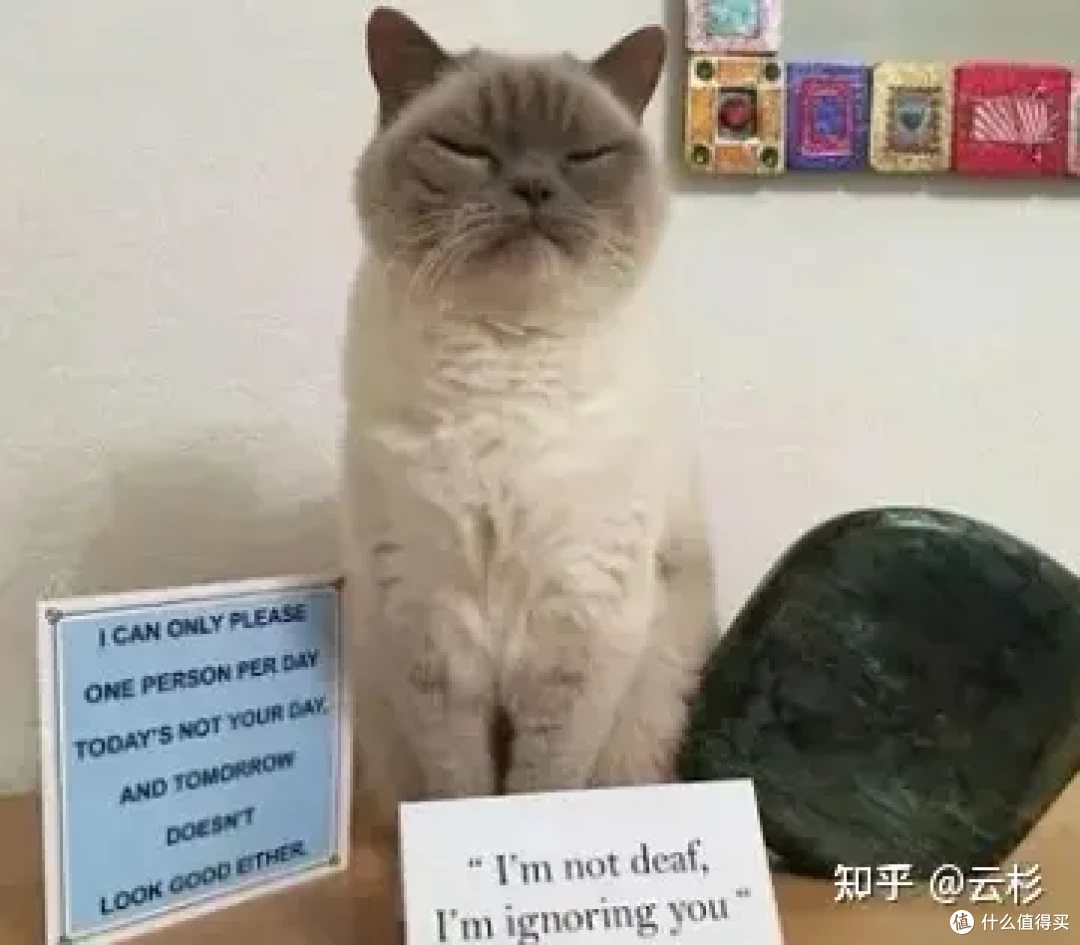 无广：第一次养猫怎么办？2023保姆级科学养猫指南