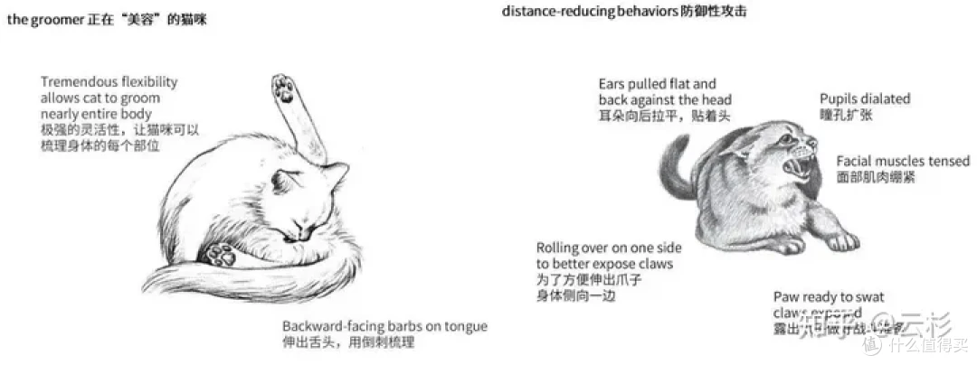 无广：第一次养猫怎么办？2023保姆级科学养猫指南