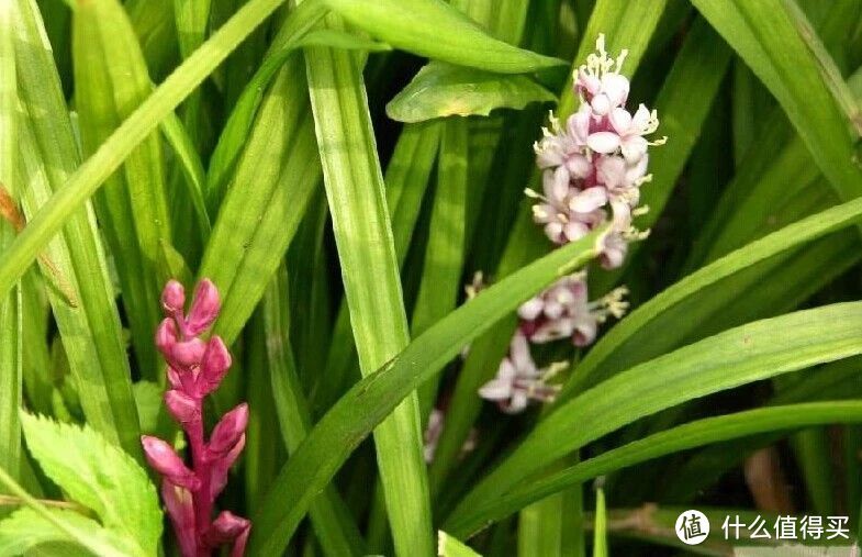 “三花不能送，送了贫穷伴”，究竟是哪三种花？送了会有什么后果