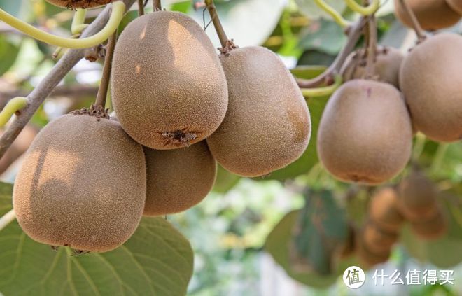 黄心猕猴桃和红心猕猴桃哪个营养价值更高？