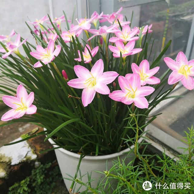 6种花,早该进“弃养名单”,不是花不好,是你家的阳台养不了