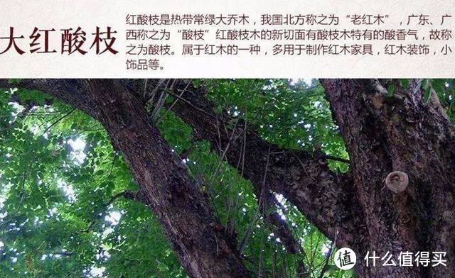 种花不如种树，6种名贵树，可遇不可求，种上1棵都能当“传家宝”