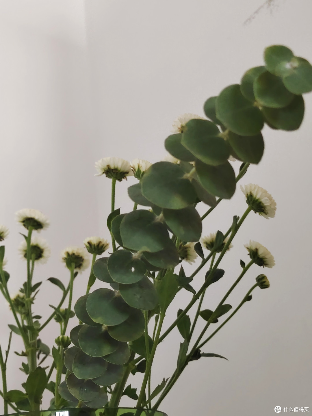 种草小花朵,双十一必买