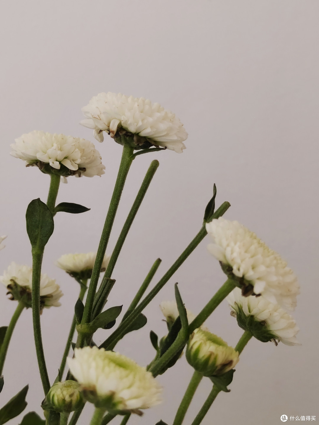 种草小花朵，双十一必买