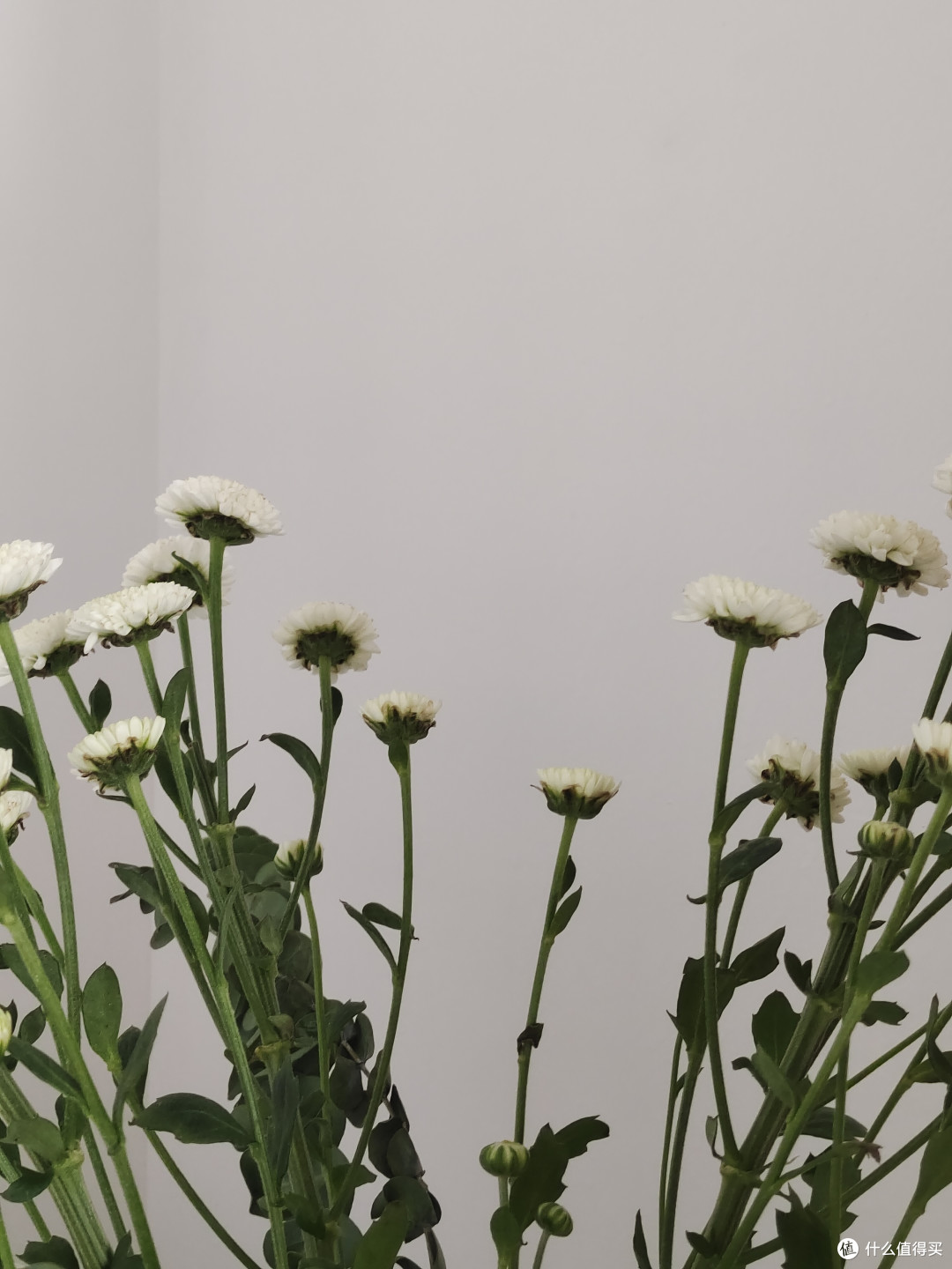 种草小花朵,双十一必买
