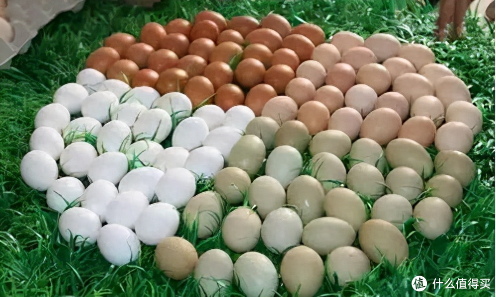 鸡蛋壳为啥有不同颜色？