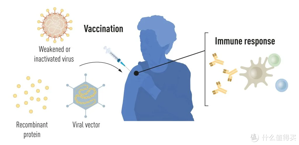 研究mRNA 疫苗有什么意义，为什么能获诺奖？