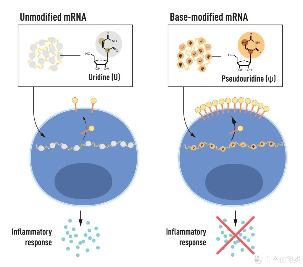 研究mRNA 疫苗有什么意义，为什么能获诺奖？