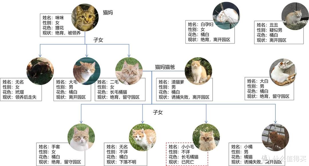 园区流浪猫家族图谱