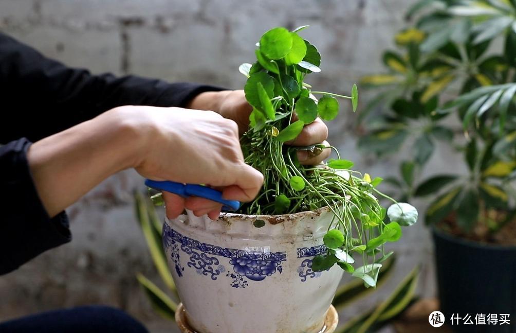 10月后，给家里的7种花“剃光头”，下手越狠，长势越旺