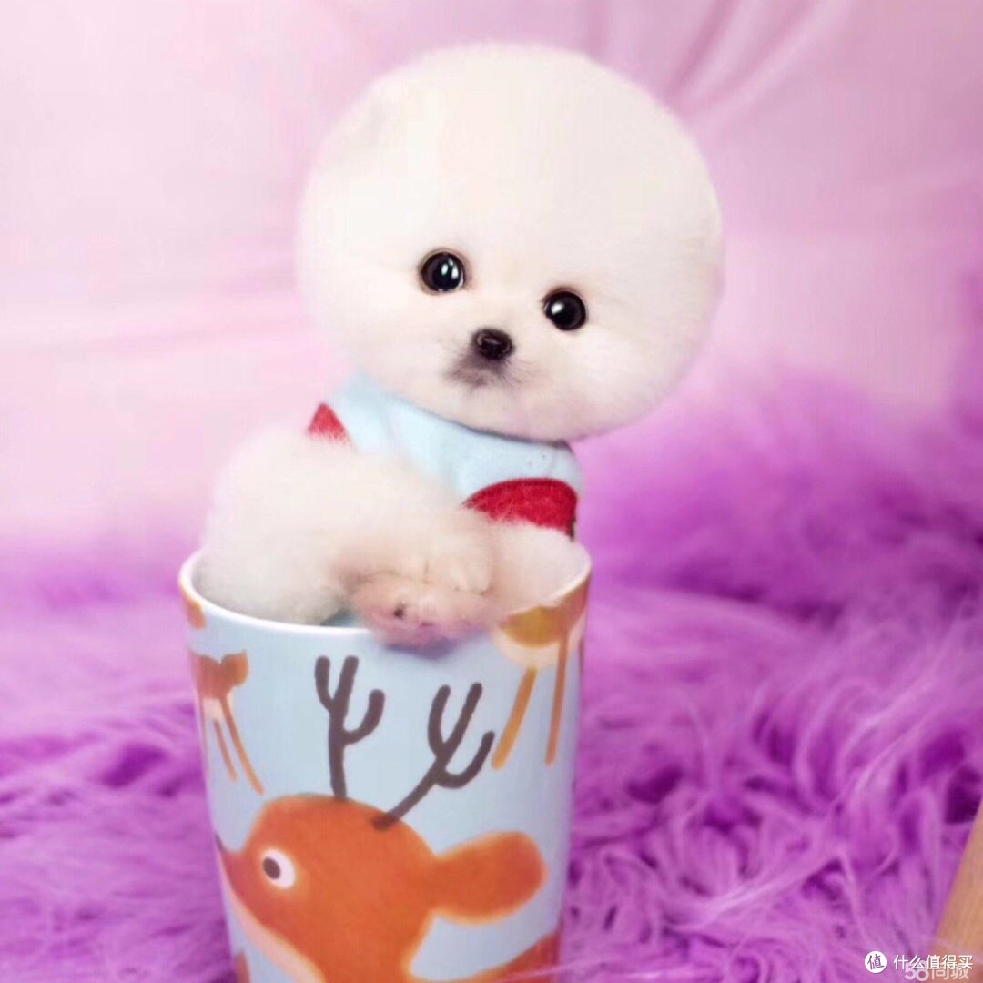 茶杯犬:品味高雅的宠物