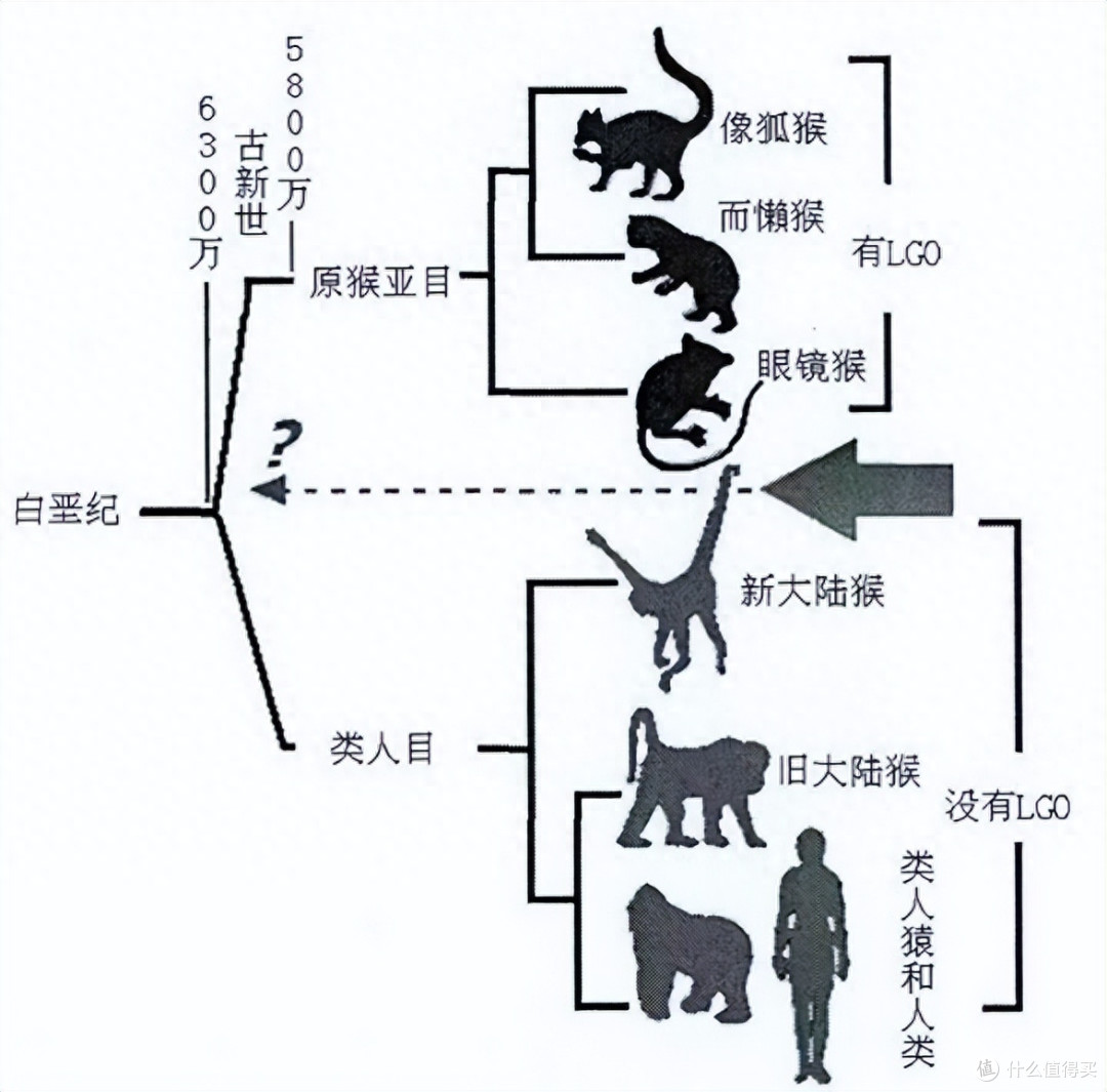 人类为什么不能合成维生素呢？