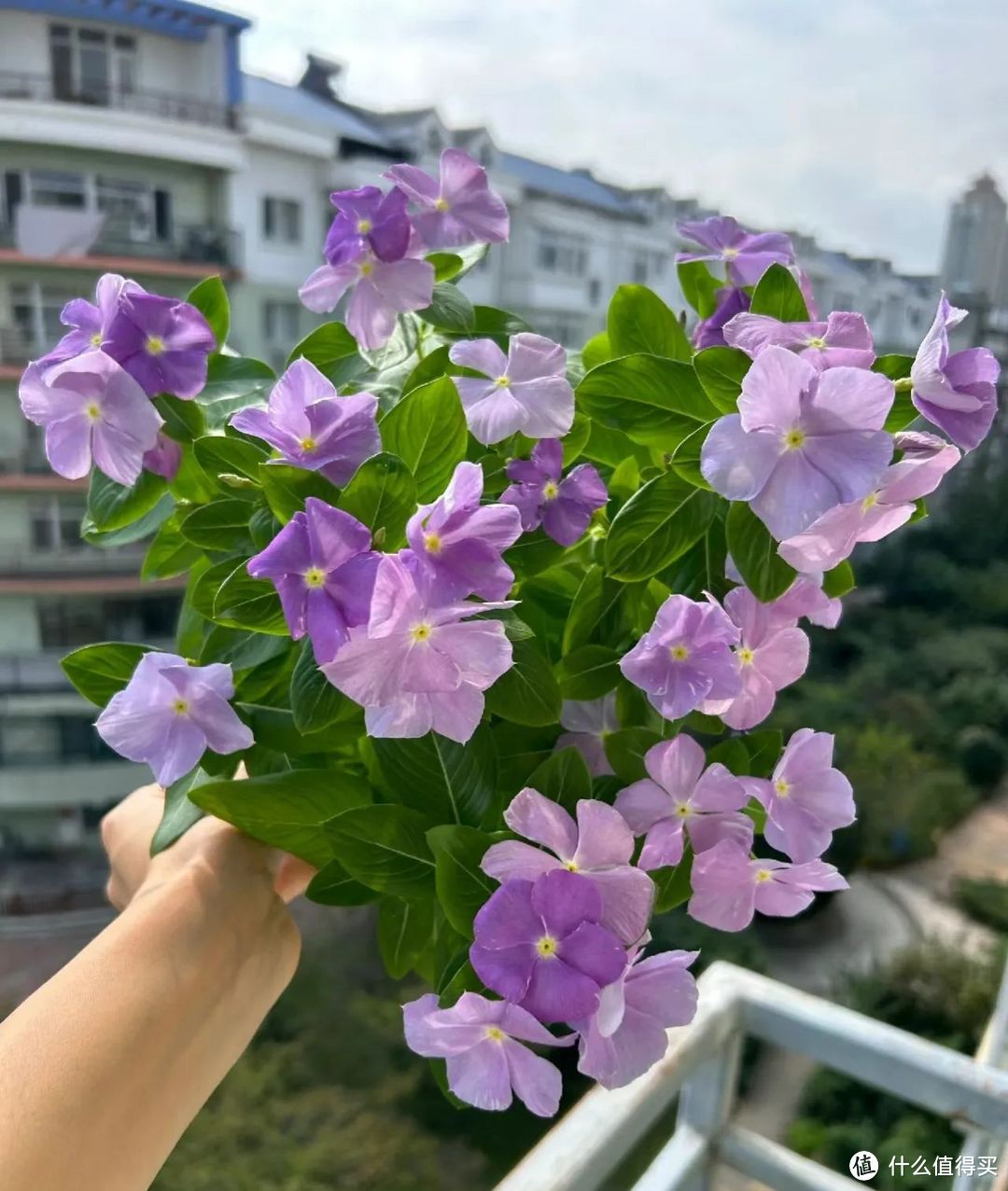 老花匠都爱种的4种花，花开360天，家里天天“是花海”