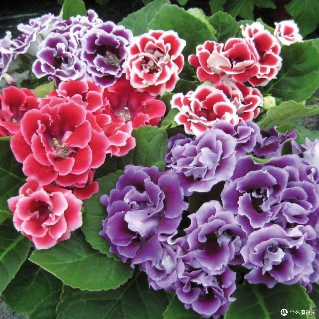 10月份之后,5种花可以“富养”,喝饱长得欢,吃饱“猛开花”