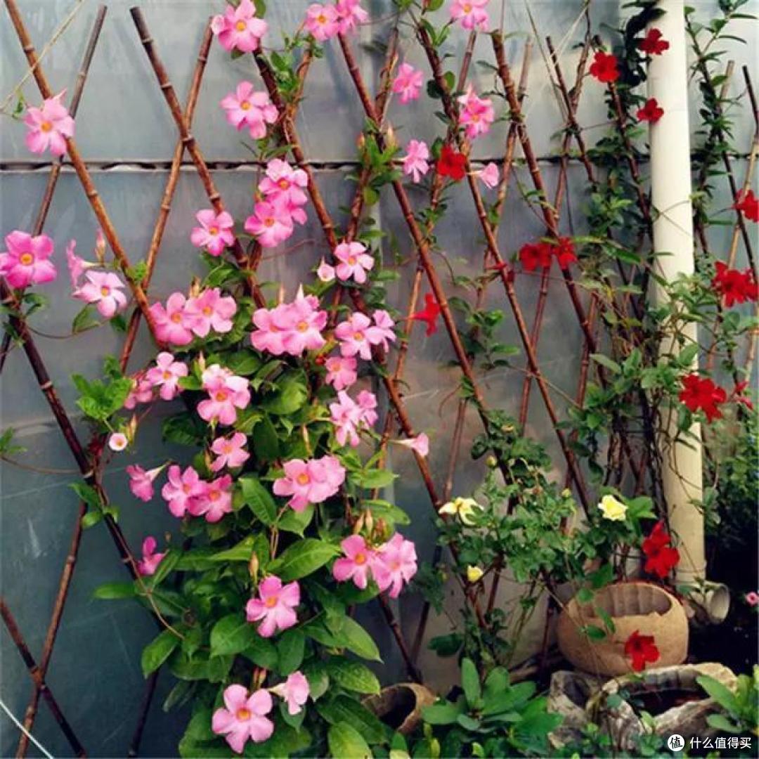 10月份之后,5种花可以“富养”,喝饱长得欢,吃饱“猛开花”