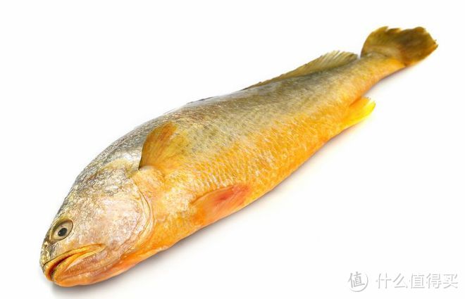 黄鱼是海鱼还是淡水鱼？