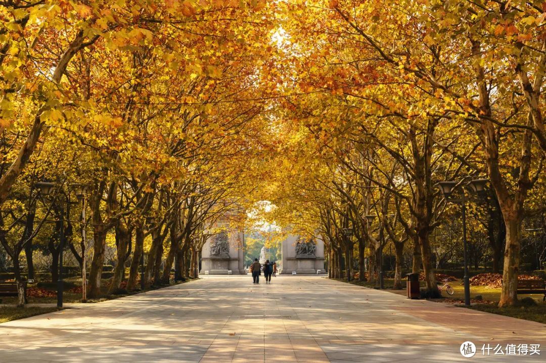 最浪漫的秋天，是和你一起去梧桐树下压马路