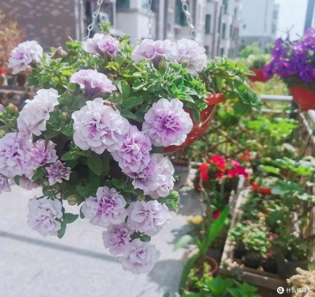 10月,阳台处处有惊喜,这6个接踵而来的惊喜,让养花人都笑了