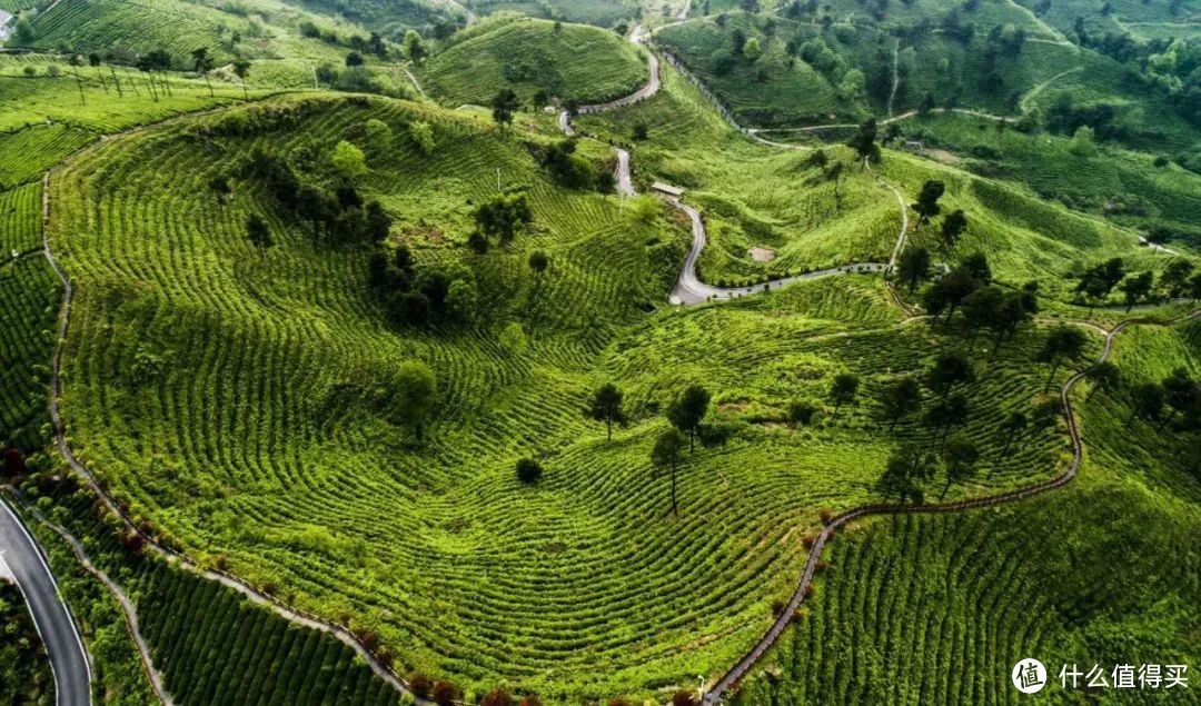 （云南某地的“台地”生态茶园）