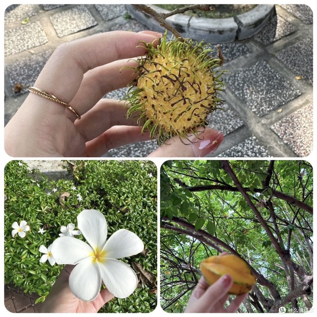 波德申丢护照的奇妙经历，新加坡马来西亚六日行出行指南（下）