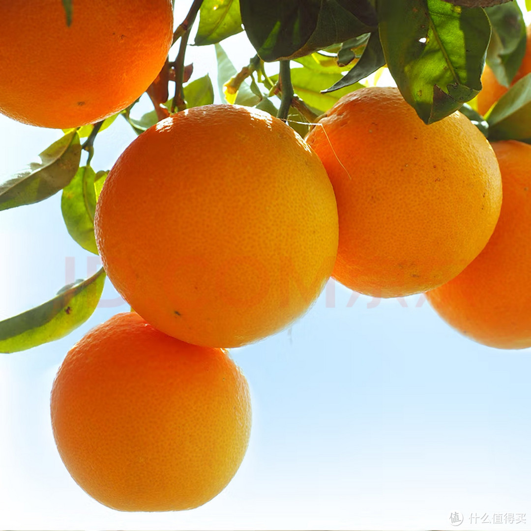 只吃一口，你就会爱上这种神奇的果冻橙!