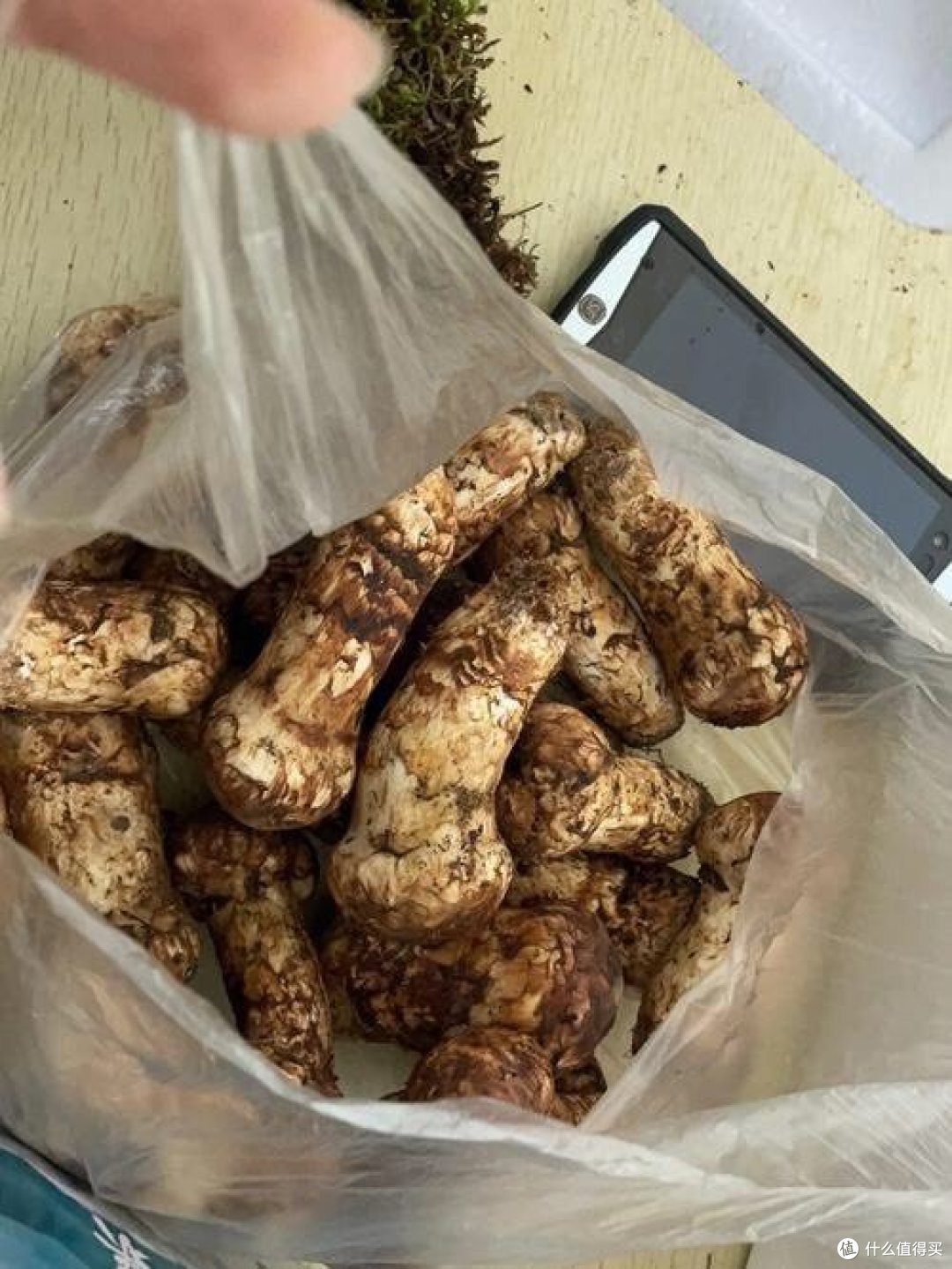 松茸价格上涨,为何引发全球关注?