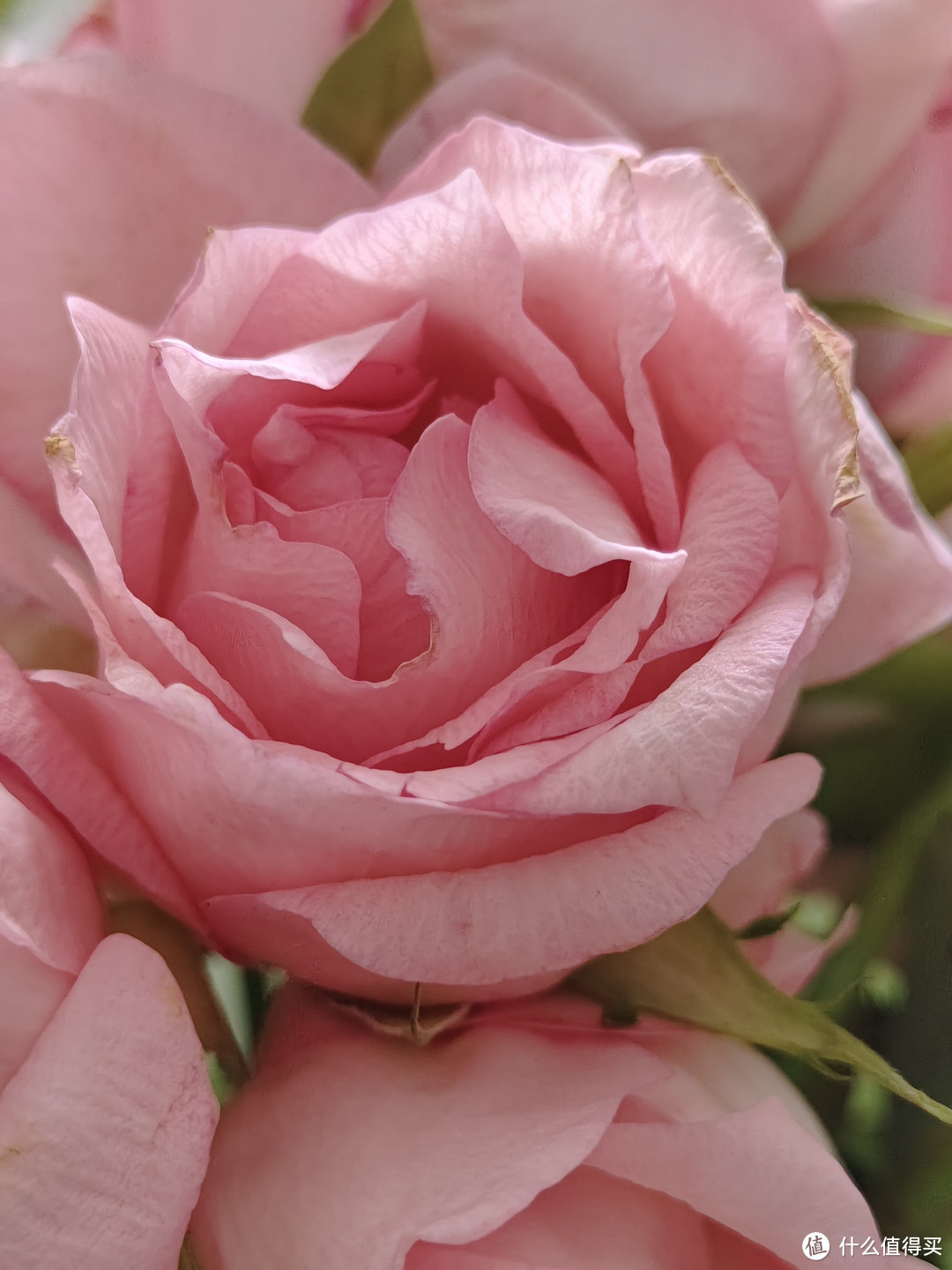 粉红玫瑰美丽的色彩谁能不爱呢～