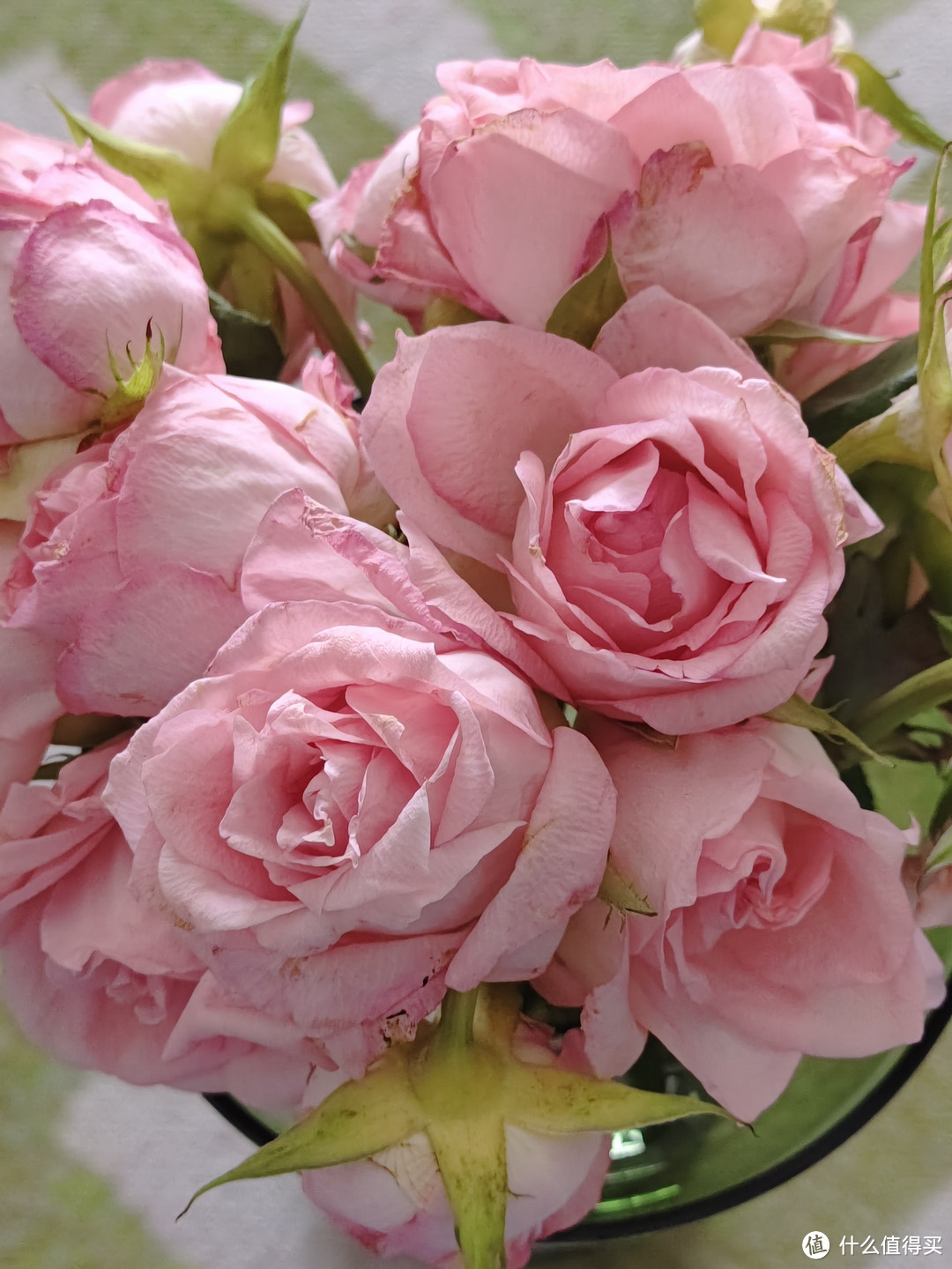 粉红玫瑰美丽的色彩谁能不爱呢～