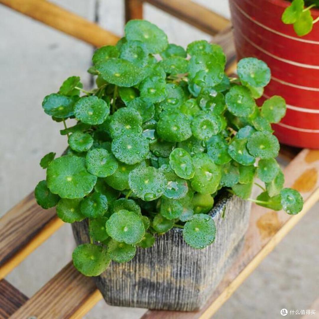 10月后,家里的花草“剃光头”,下手要快、准、狠,长势才旺